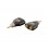 DAP Audio XGA16